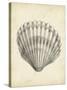 Antique Shell Study III-Ethan Harper-Stretched Canvas