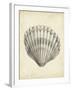 Antique Shell Study III-Ethan Harper-Framed Art Print