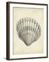 Antique Shell Study III-Ethan Harper-Framed Art Print