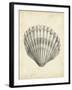 Antique Shell Study III-Ethan Harper-Framed Art Print