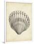 Antique Shell Study III-Ethan Harper-Framed Art Print