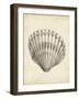 Antique Shell Study III-Ethan Harper-Framed Art Print