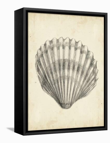 Antique Shell Study III-Ethan Harper-Framed Stretched Canvas