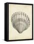 Antique Shell Study III-Ethan Harper-Framed Stretched Canvas