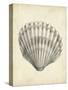 Antique Shell Study III-Ethan Harper-Stretched Canvas