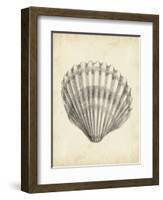 Antique Shell Study III-Ethan Harper-Framed Art Print