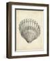 Antique Shell Study III-Ethan Harper-Framed Art Print