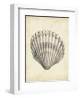 Antique Shell Study III-Ethan Harper-Framed Art Print