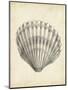 Antique Shell Study III-Ethan Harper-Mounted Art Print
