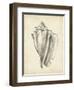 Antique Shell Study IV-Ethan Harper-Framed Art Print