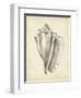 Antique Shell Study IV-Ethan Harper-Framed Art Print