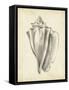 Antique Shell Study IV-Ethan Harper-Framed Stretched Canvas