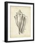 Antique Shell Study IV-Ethan Harper-Framed Art Print