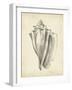 Antique Shell Study IV-Ethan Harper-Framed Art Print