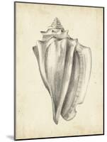 Antique Shell Study IV-Ethan Harper-Mounted Art Print