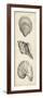 Antique Shell Study Panel I-Ethan Harper-Framed Art Print