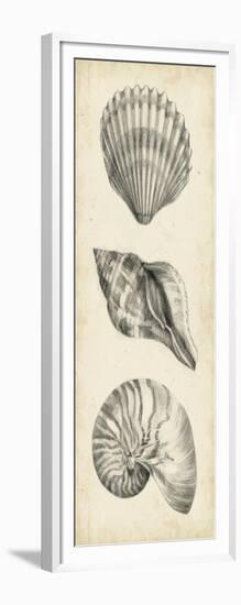 Antique Shell Study Panel I-Ethan Harper-Framed Art Print