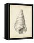 Antique Shell Study V-Ethan Harper-Framed Stretched Canvas