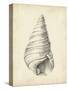Antique Shell Study V-Ethan Harper-Stretched Canvas