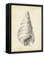 Antique Shell Study V-Ethan Harper-Framed Stretched Canvas