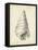 Antique Shell Study V-Ethan Harper-Framed Stretched Canvas