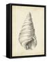 Antique Shell Study V-Ethan Harper-Framed Stretched Canvas