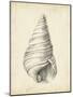 Antique Shell Study V-Ethan Harper-Mounted Art Print