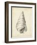 Antique Shell Study V-Ethan Harper-Framed Art Print