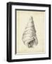 Antique Shell Study V-Ethan Harper-Framed Art Print