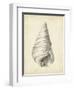 Antique Shell Study V-Ethan Harper-Framed Art Print