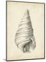 Antique Shell Study V-Ethan Harper-Mounted Art Print