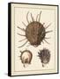 Antique Shells I-Denis Diderot-Framed Stretched Canvas