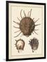 Antique Shells I-Denis Diderot-Framed Art Print