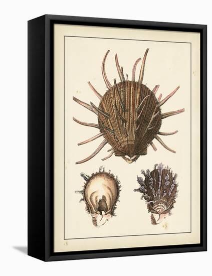 Antique Shells I-Denis Diderot-Framed Stretched Canvas