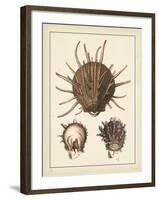 Antique Shells I-Denis Diderot-Framed Art Print