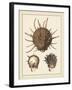 Antique Shells I-Denis Diderot-Framed Art Print