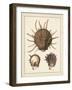 Antique Shells I-Denis Diderot-Framed Art Print