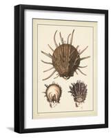 Antique Shells I-Denis Diderot-Framed Art Print