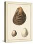 Antique Shells II-Denis Diderot-Stretched Canvas