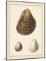 Antique Shells II-Denis Diderot-Mounted Art Print