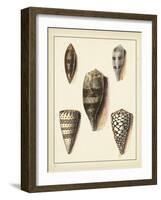 Antique Shells IV-Denis Diderot-Framed Art Print