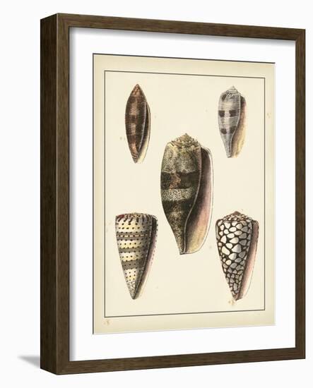 Antique Shells IV-Denis Diderot-Framed Art Print