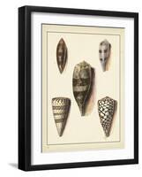 Antique Shells IV-Denis Diderot-Framed Art Print