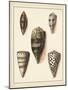 Antique Shells IV-Denis Diderot-Mounted Art Print