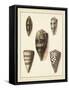 Antique Shells IV-Denis Diderot-Framed Stretched Canvas