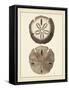 Antique Shells V-Denis Diderot-Framed Stretched Canvas