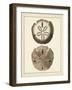 Antique Shells V-Denis Diderot-Framed Art Print