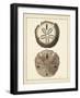 Antique Shells V-Denis Diderot-Framed Art Print