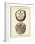 Antique Shells V-Denis Diderot-Framed Art Print