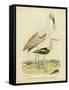 Antique Spoonbill and Sandpipers-Alexander Wilson-Framed Stretched Canvas